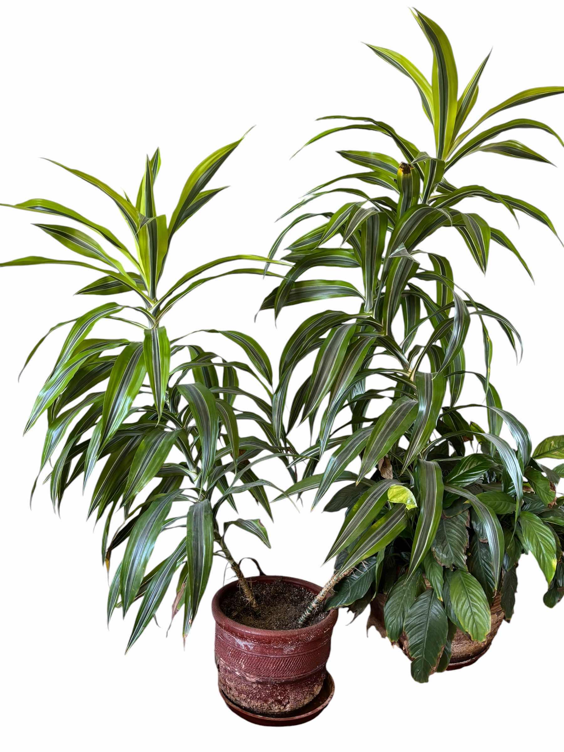 Photo 1 of DRACAENA LEMON LIME INDOOR PLANT H69”