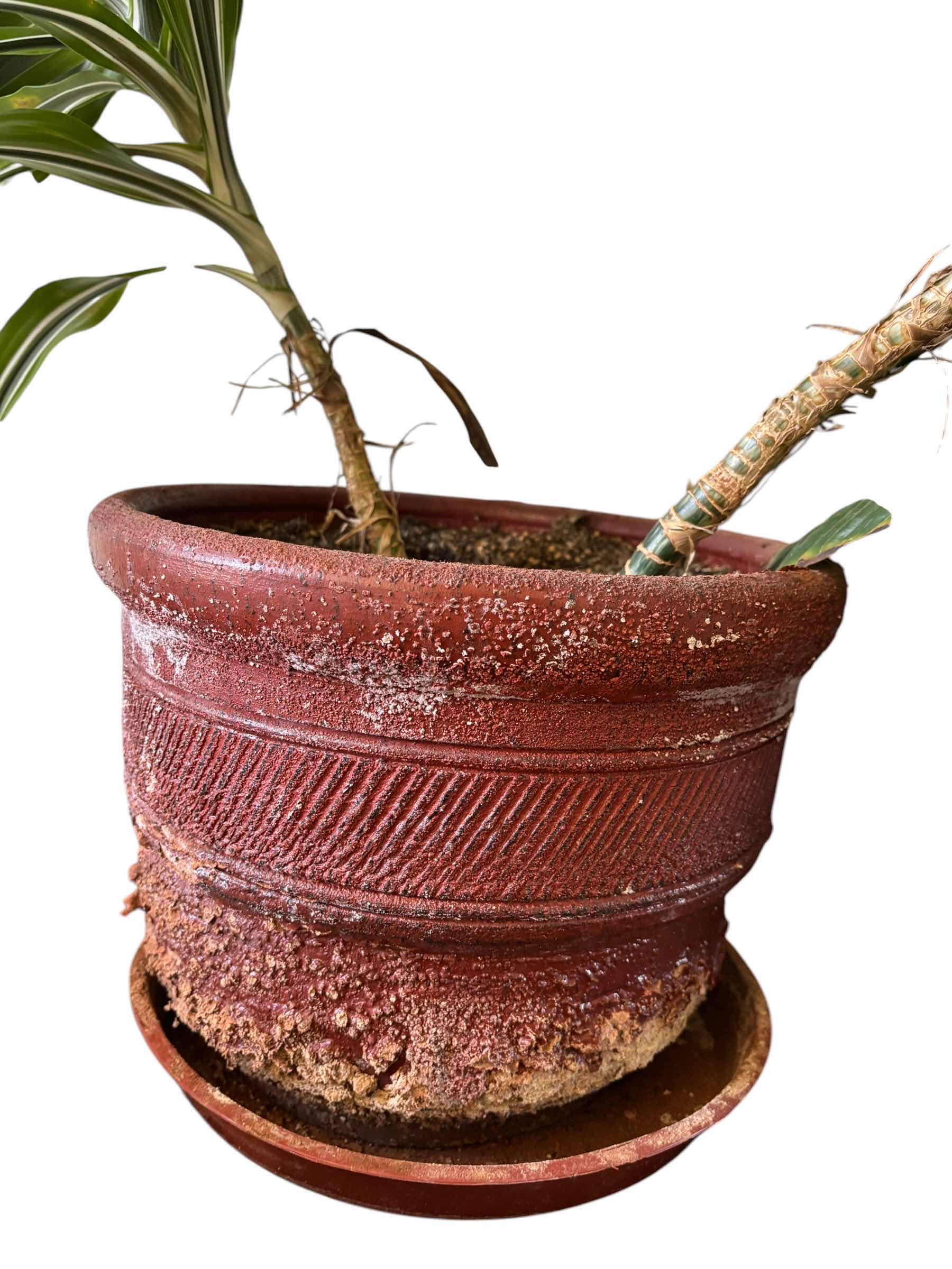 Photo 1 of DRACAENA LEMON LIME INDOOR PLANT H69”