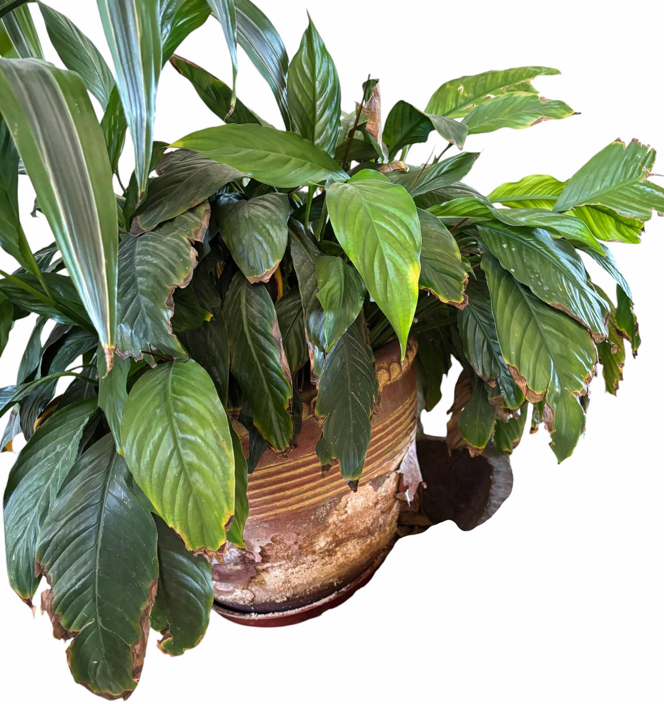Photo 1 of PEACE LILY INDOOR PLANT H24”