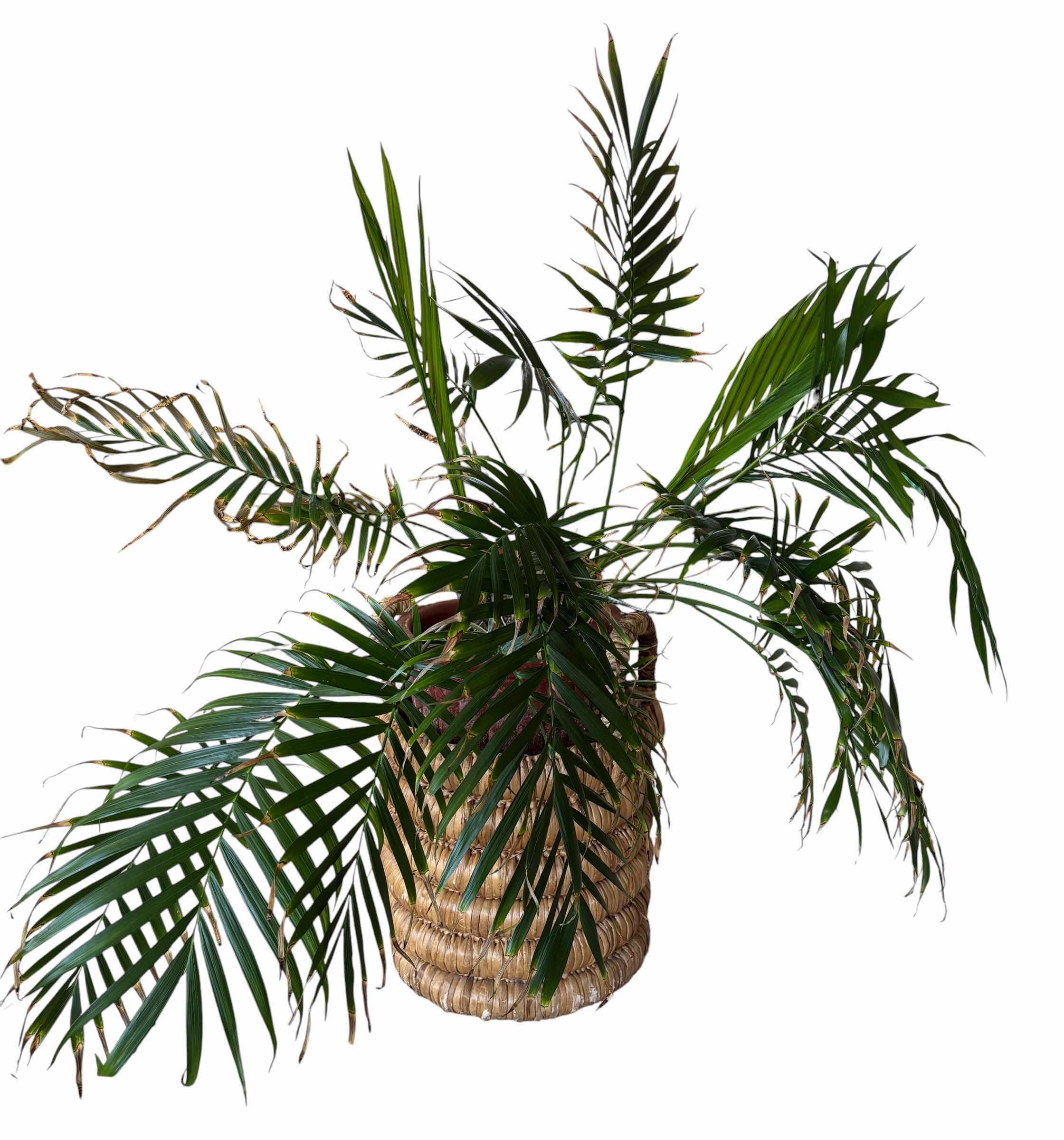 Photo 1 of INDOOR PALM PLANT IN BASKET H47”
