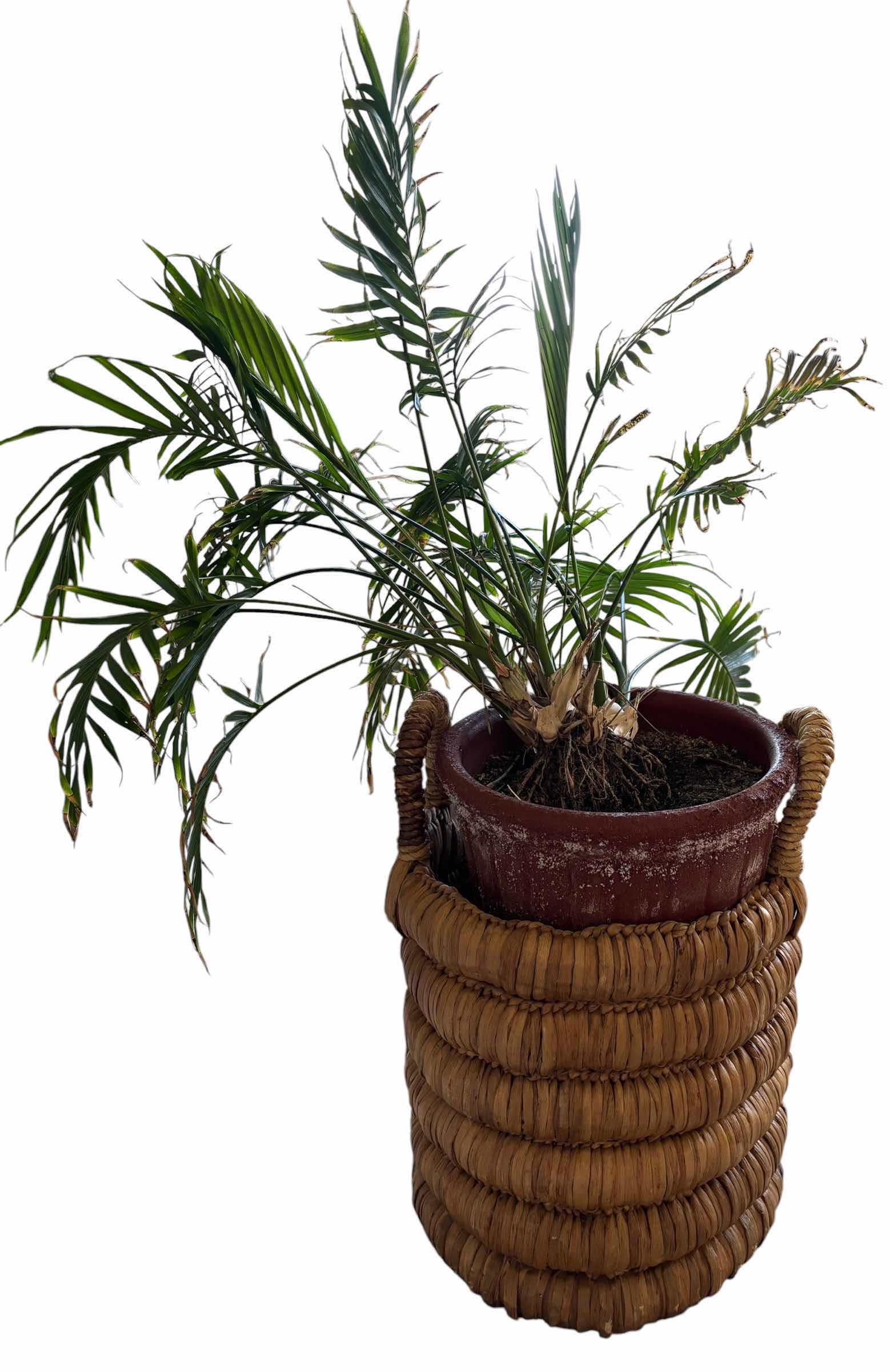 Photo 1 of INDOOR PALM PLANT IN BASKET H47”