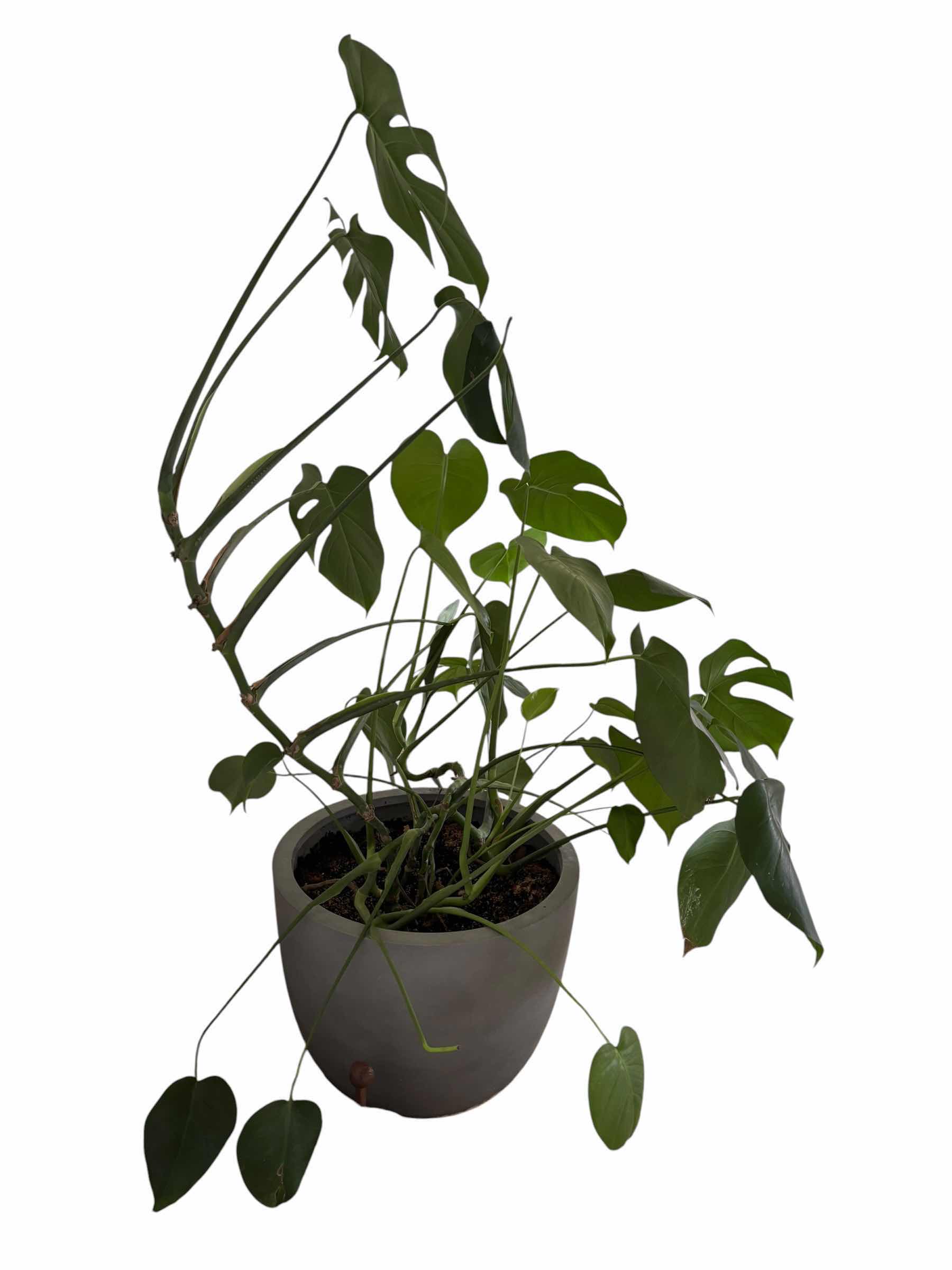 Photo 1 of MONSTERA DELICIOSA INDOOR PLANT H45”