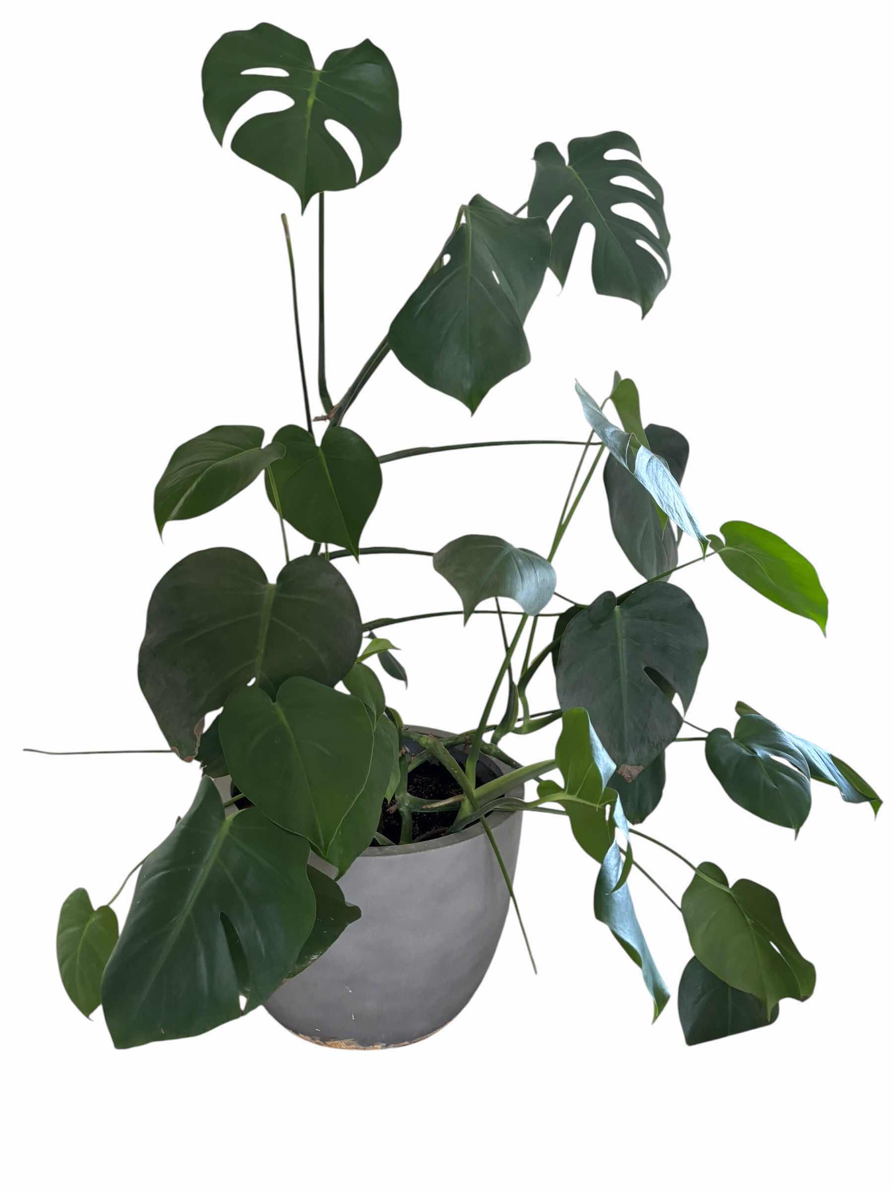 Photo 1 of MONSTERA DELICIOSA INDOOR PLANT H45”