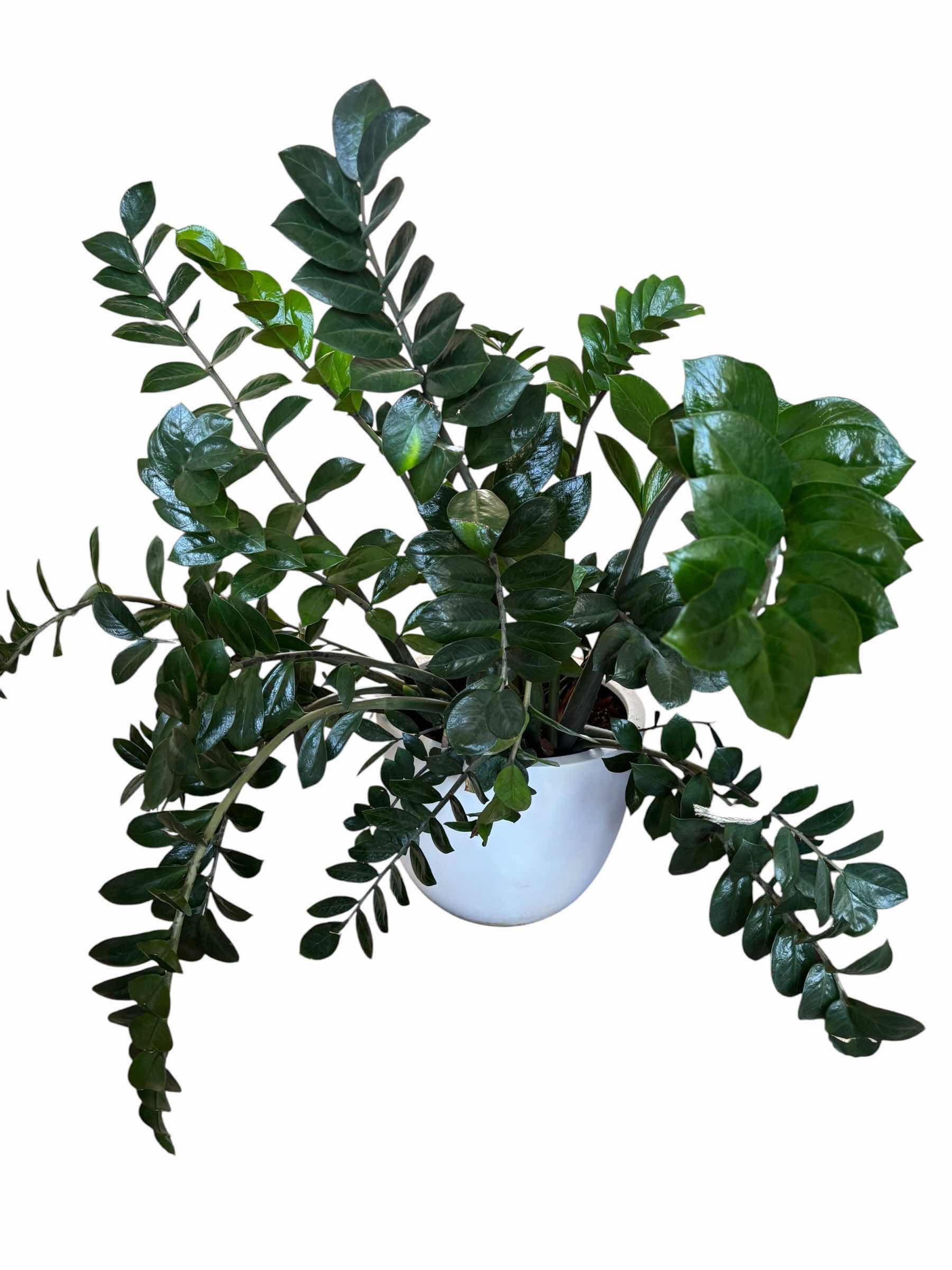 Photo 1 of ZZ INDOOR PLANT H38”