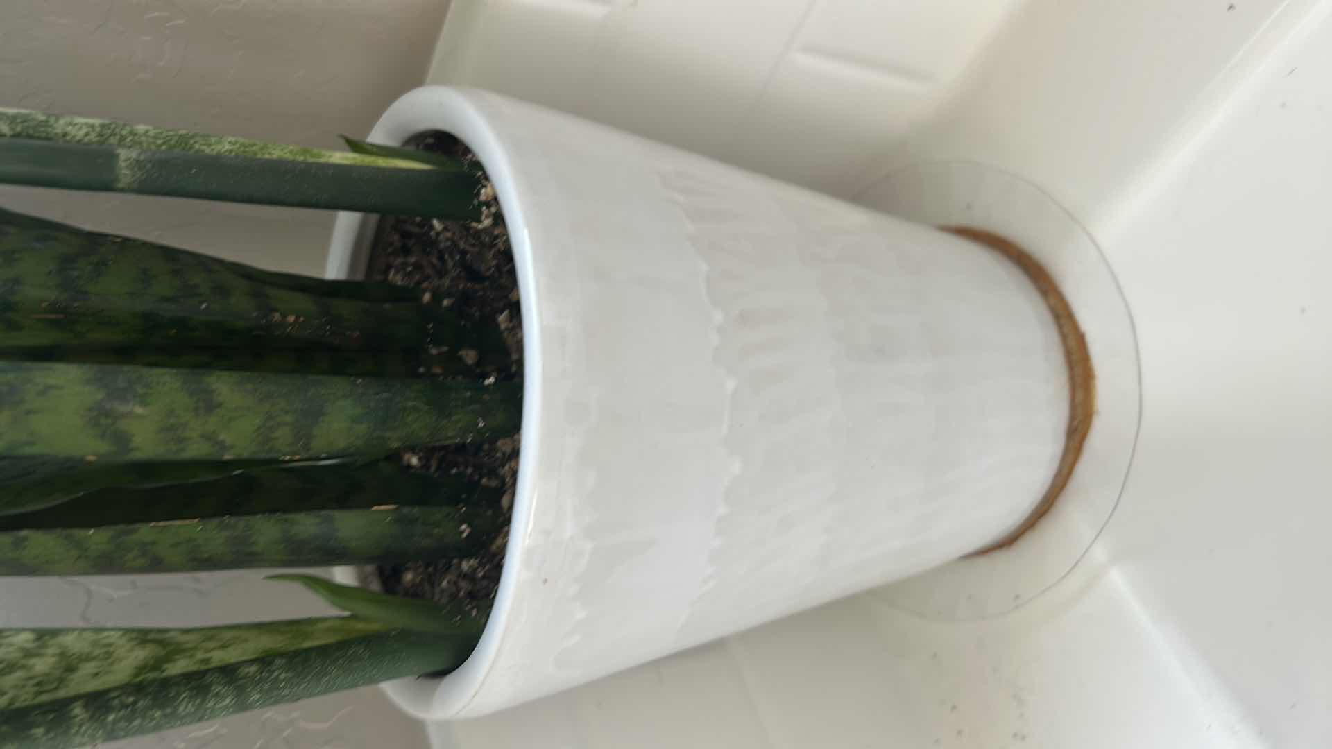 Photo 1 of LIVE SNAKE PLANT IN WHITE CERAMIC CONTAINER H 36"