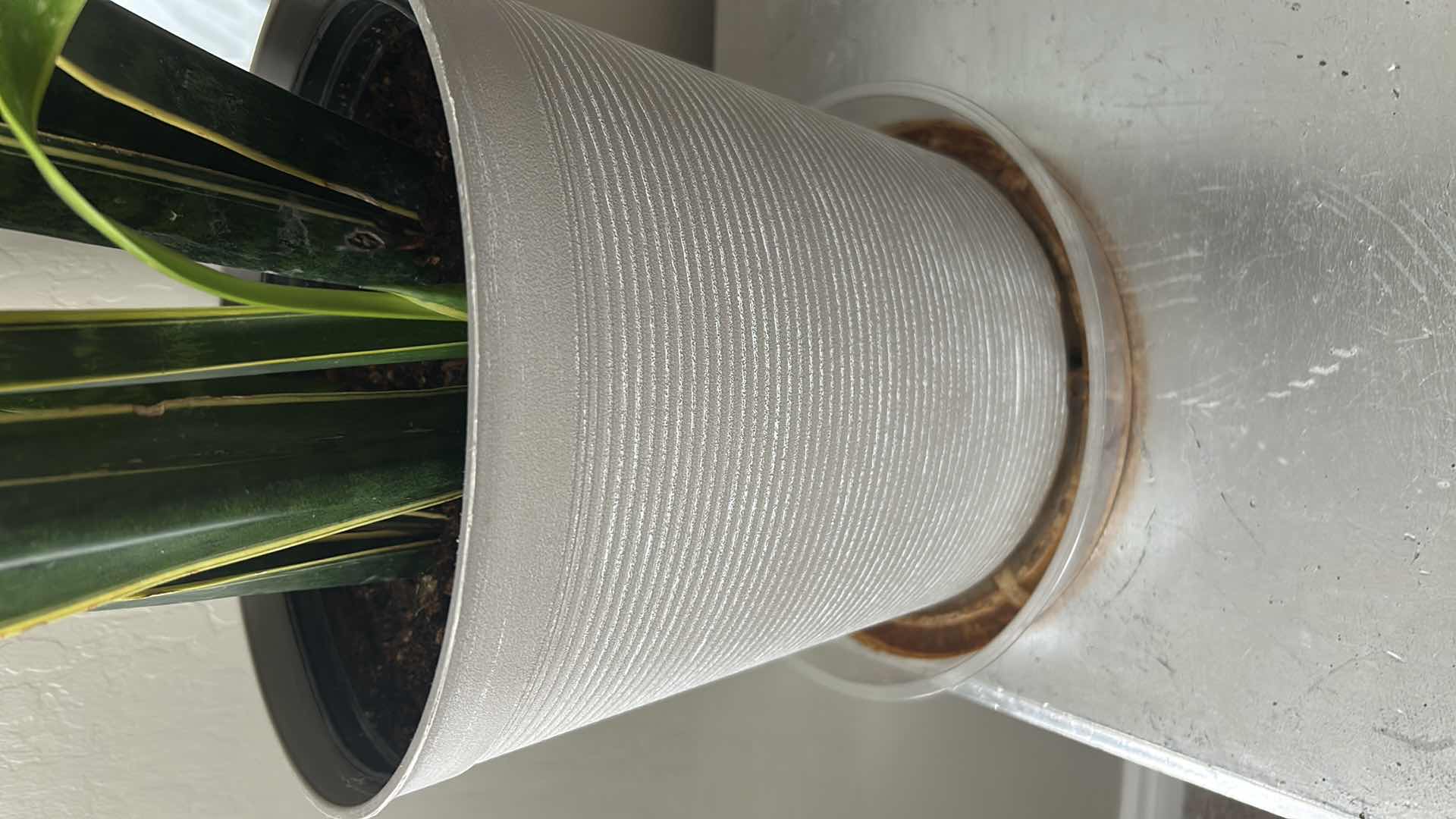 Photo 1 of LIVE SNAKE PLANT IN PLASTIC GRAY CONTAINER H 42"
