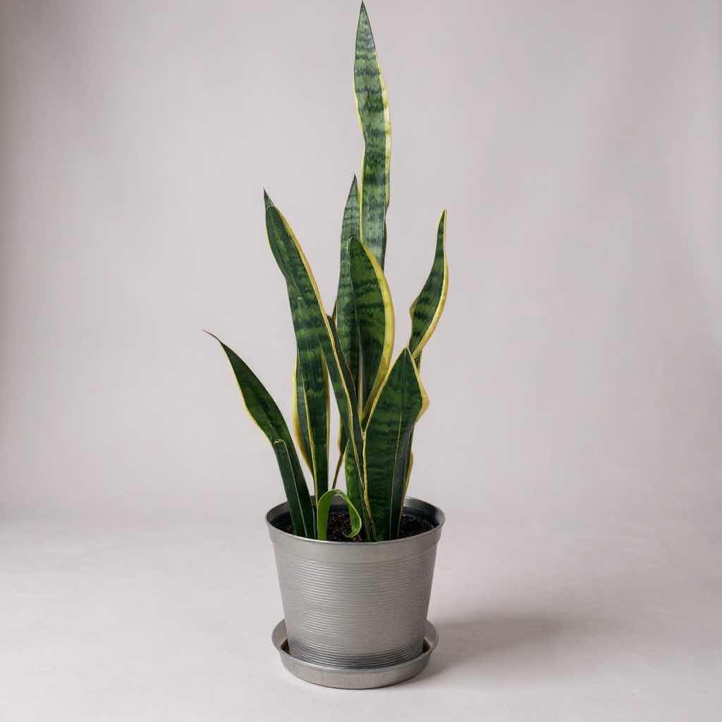 Photo 1 of LIVE SNAKE PLANT IN PLASTIC GRAY CONTAINER H 42"