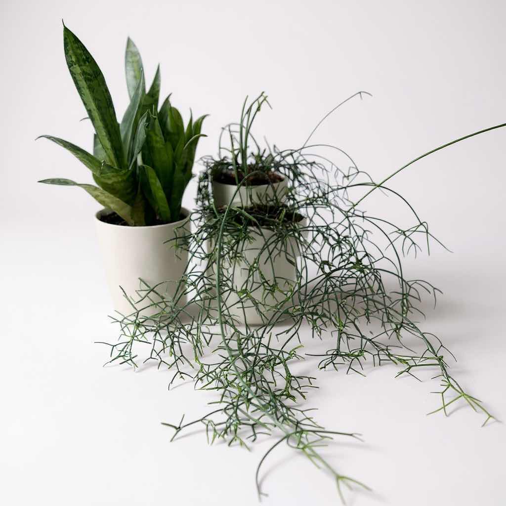 Photo 1 of LIVE SNAKE PLANT & MISTLETOE CACTUS  IN WHITE CERAMIC CONTAINERS 8"