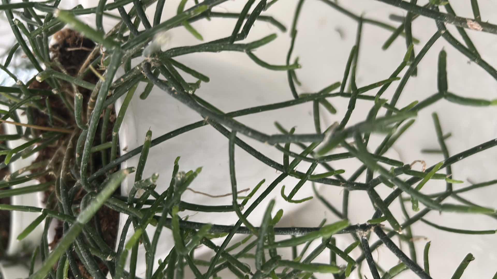 Photo 1 of LIVE SNAKE PLANT & MISTLETOE CACTUS  IN WHITE CERAMIC CONTAINERS 8"