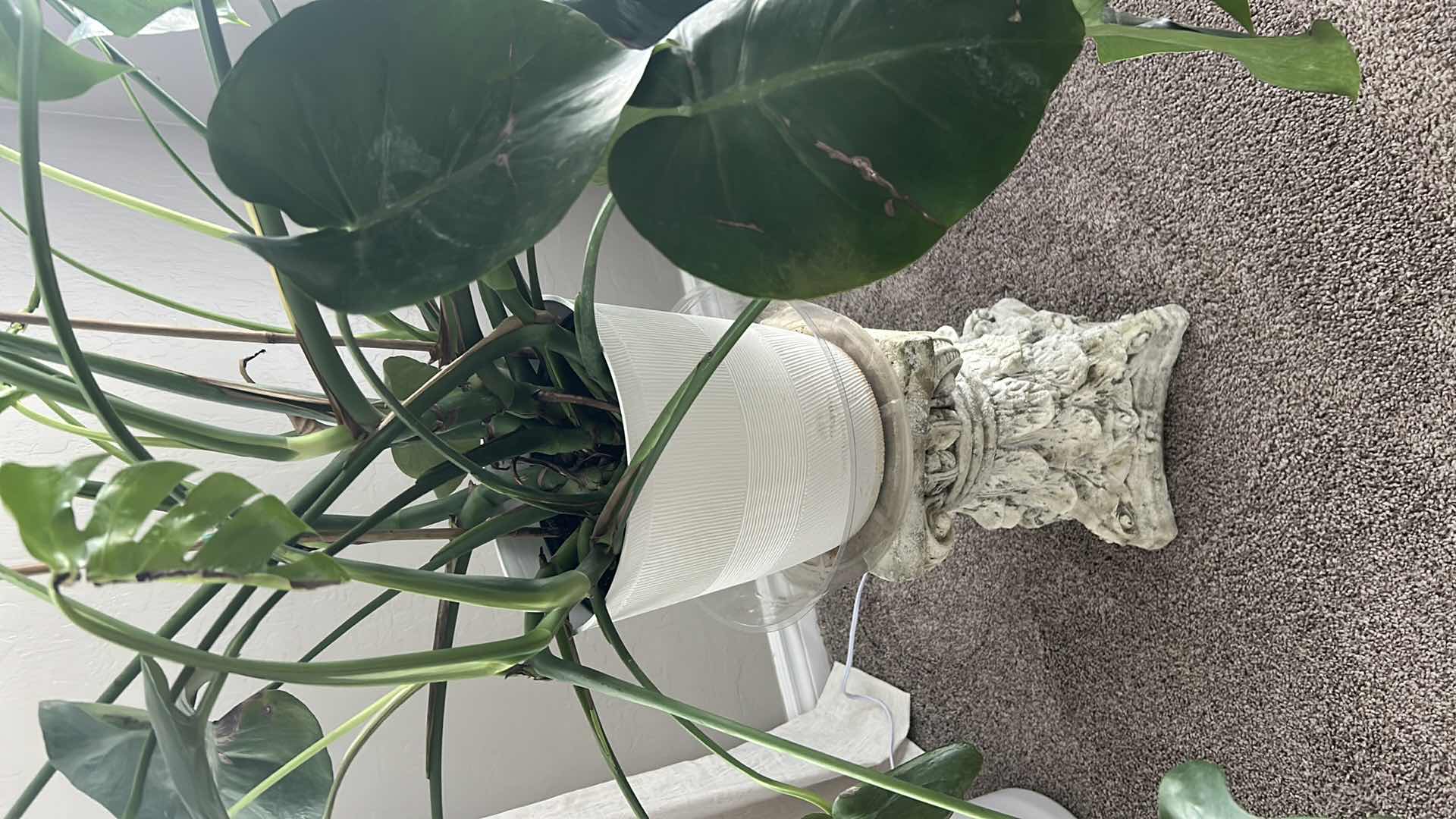 Photo 1 of LIVE SWISS CHEESE PLANT IN WHITE CONTAINER ON RESIN CORINTHIAN PEDESTAL H 56"