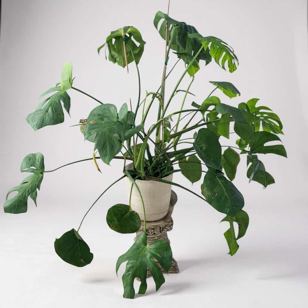 Photo 1 of LIVE SWISS CHEESE PLANT IN WHITE CONTAINER ON RESIN CORINTHIAN PEDESTAL H 56"