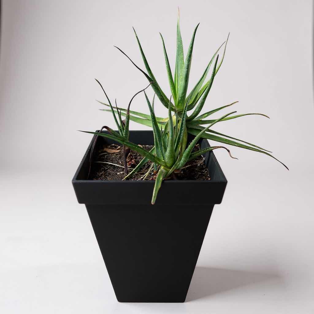 Photo 1 of LIVE ALOE VERA PLANT IN POLYETHYLENE PLANTER H28"