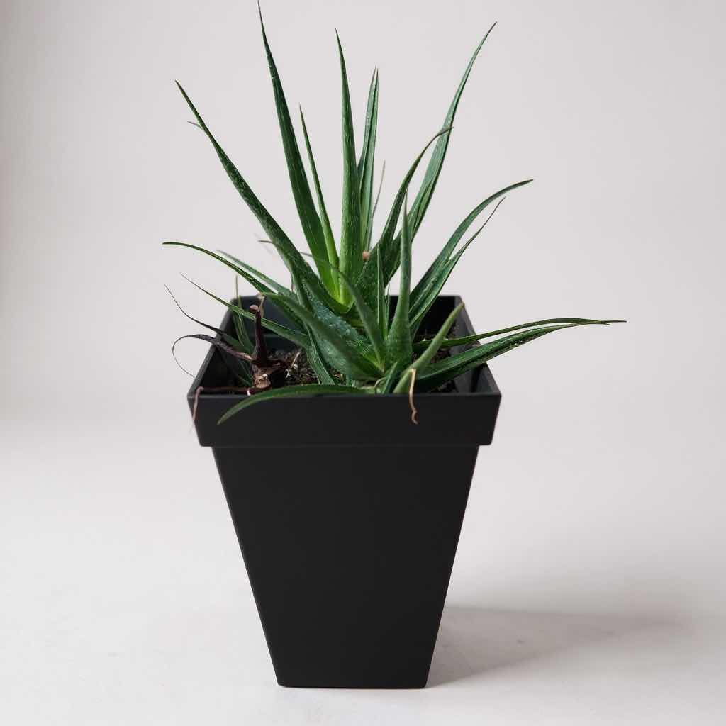 Photo 1 of LIVE ALOE VERA PLANT IN POLYETHYLENE PLANTER H 28"