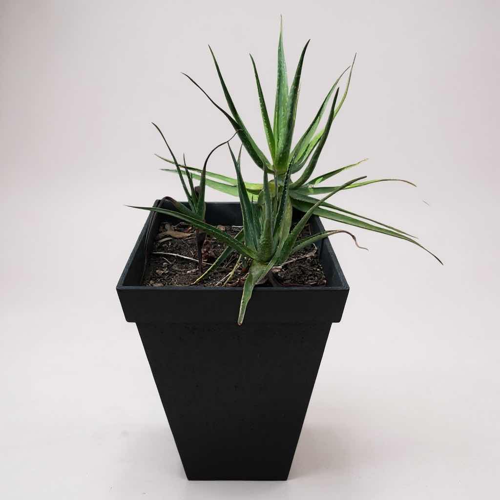 Photo 1 of LIVE ALOE VERA PLANT IN POLYETHYLENE PLANTER H 28"