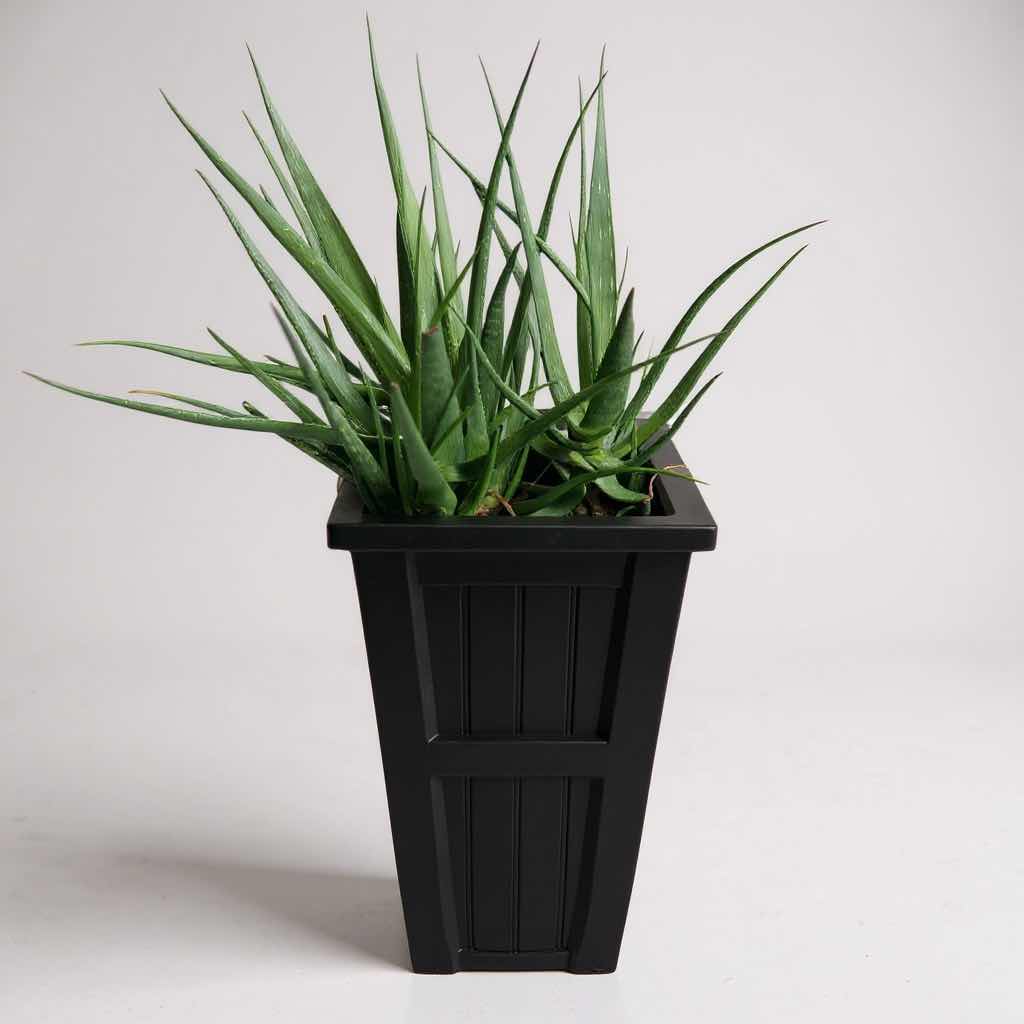 Photo 1 of LIVE ALOE VERA PLANT POLYETHYLENE PLANTER H 31"