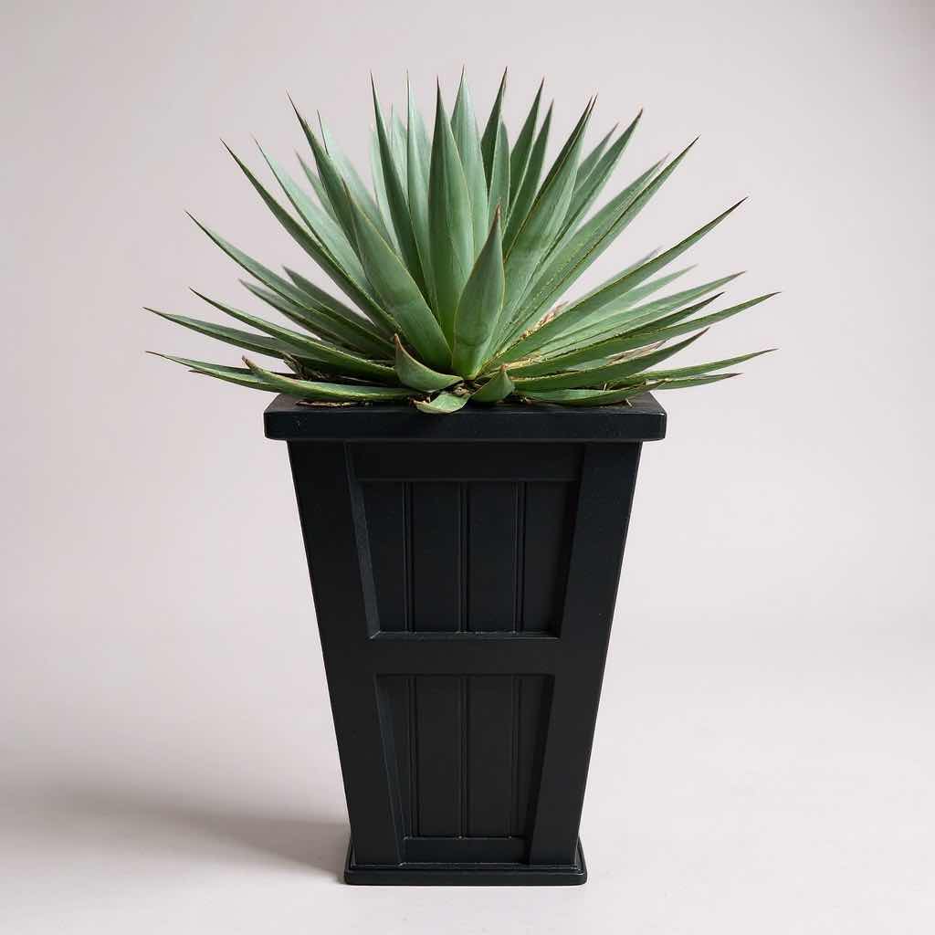 Photo 1 of LIVE AGAVE PLANT IN POLYETHYLENE PLANTER H 32"