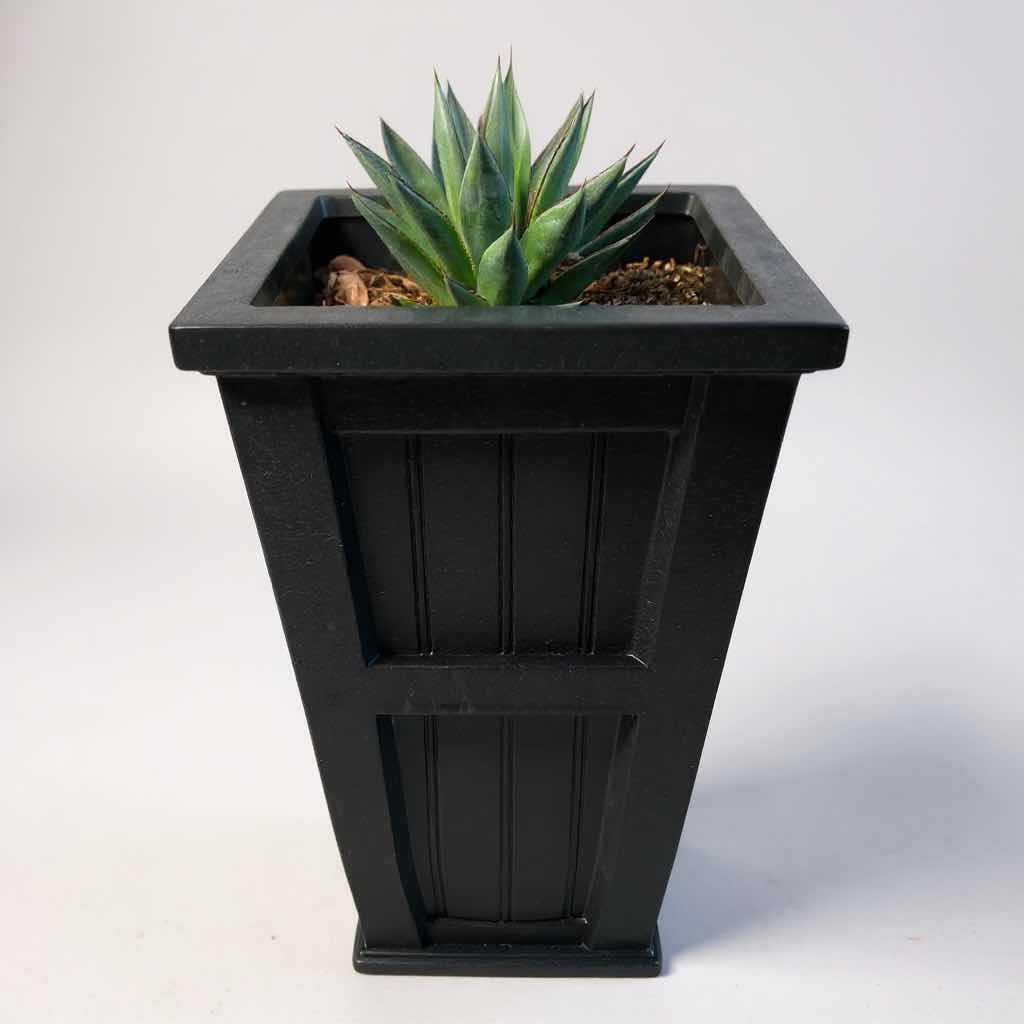 Photo 1 of LIVE AGAVE PLANT IN POLYETHYLENE PLANTER H 31"