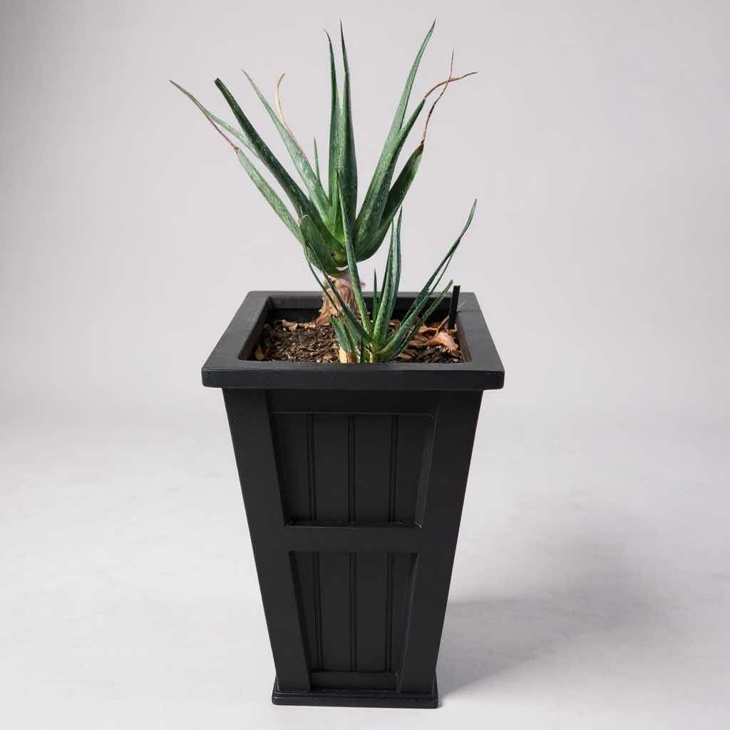 Photo 1 of LIVE AGAVE PLANT IN POLYETHYLENE PLANTER H 31"
