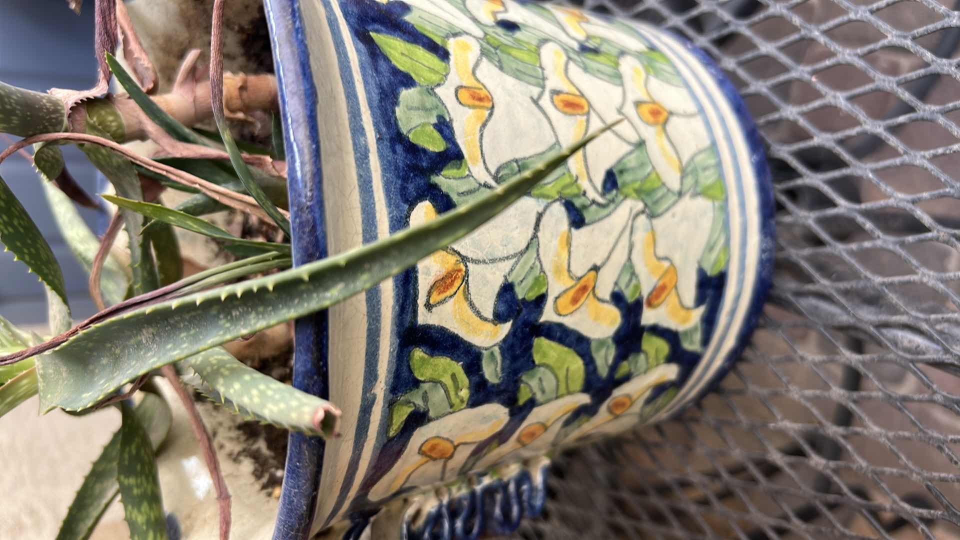 Photo 1 of 2 LIVE PLANTS IN CERAMIC CONTAINERS