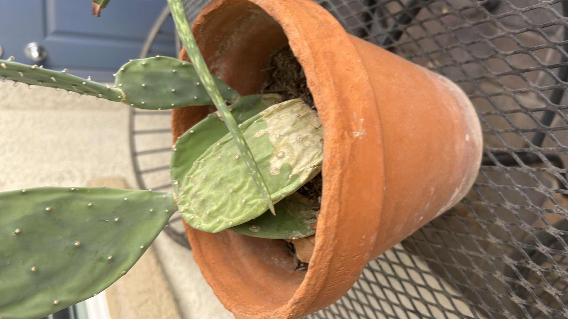 Photo 1 of 2 LIVE PLANTS IN CERAMIC CONTAINERS