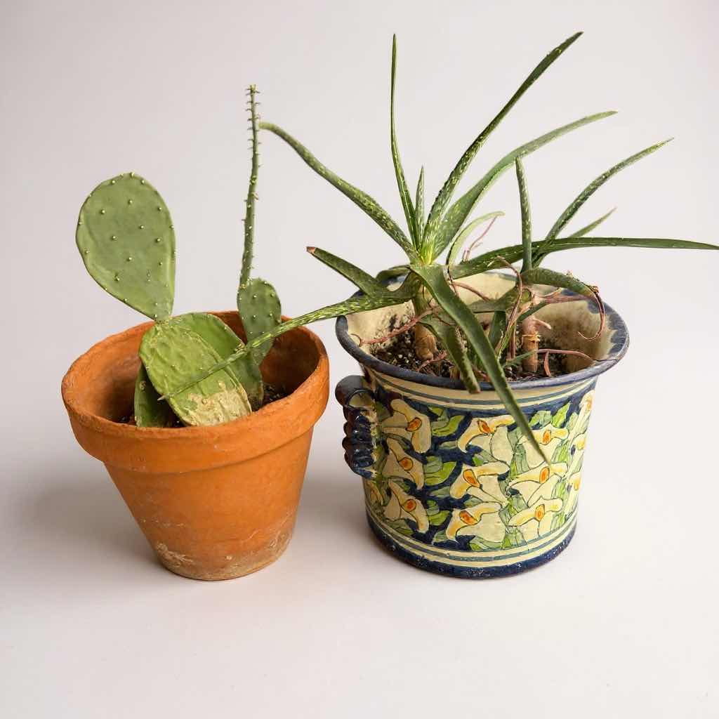 Photo 1 of 2 LIVE PLANTS IN CERAMIC CONTAINERS