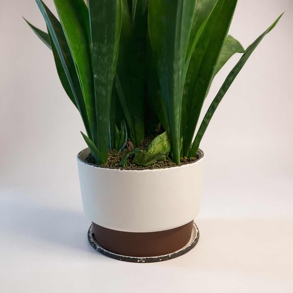 Photo 1 of LIVE SNAKE PLANT IN CERAMIC POT D8” H19”