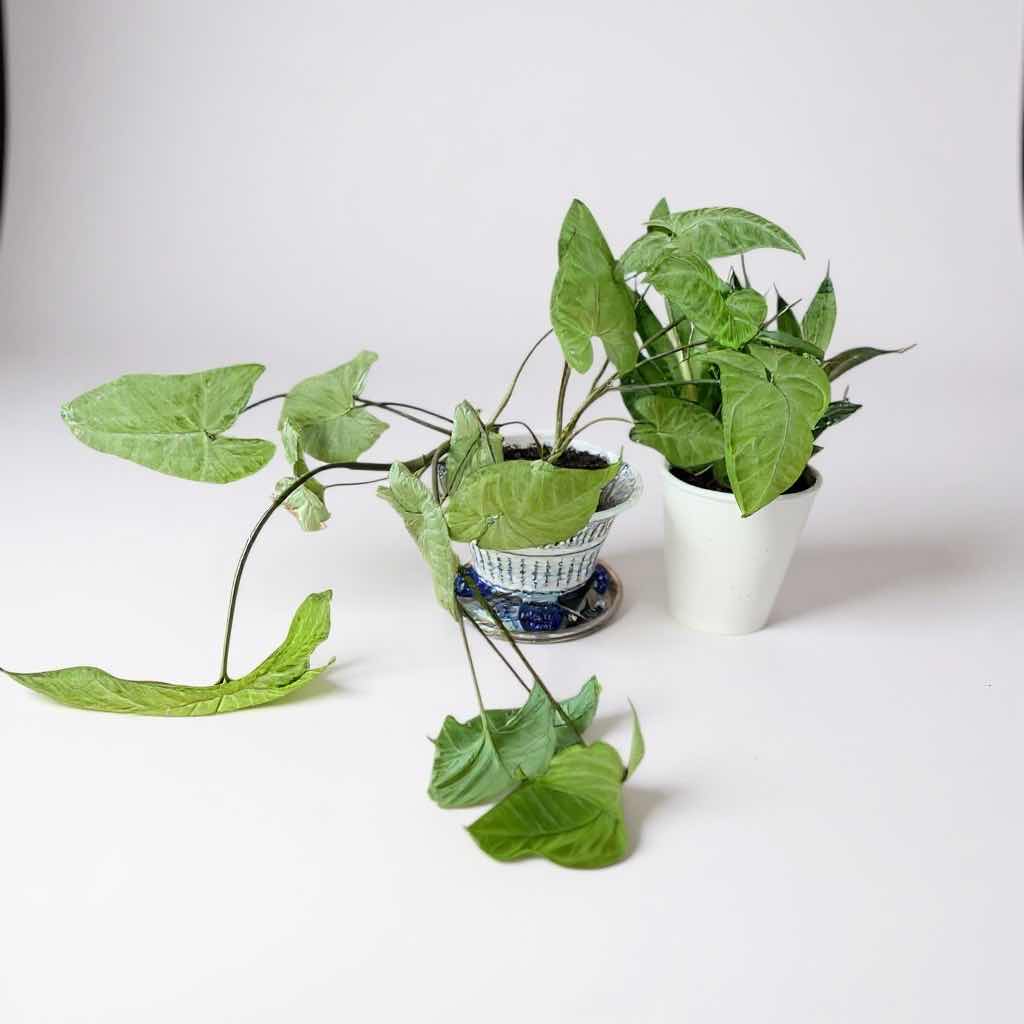 Photo 1 of 2-LIVE POTTED PLANTS IN CERAMIC POTS