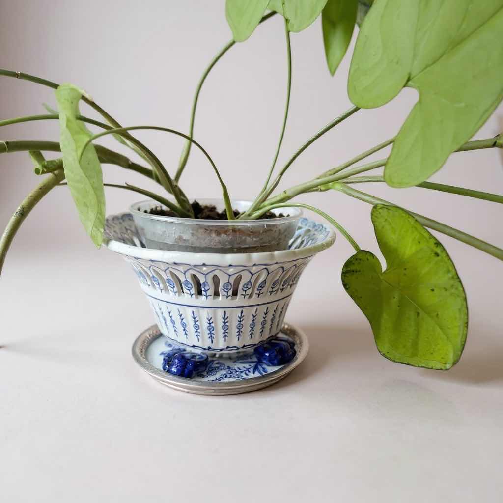 Photo 1 of 2-LIVE POTTED PLANTS IN CERAMIC POTS