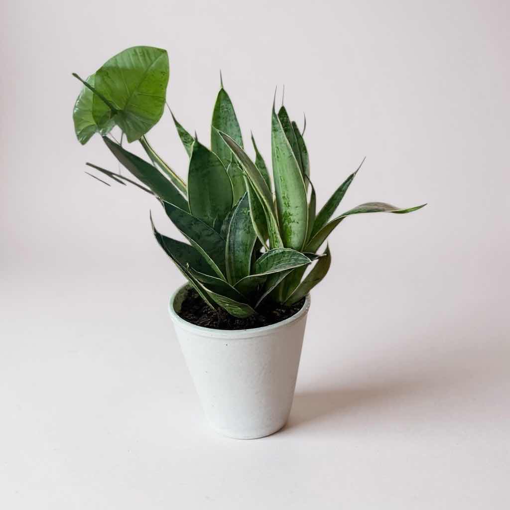 Photo 1 of 2-LIVE POTTED PLANTS IN CERAMIC POTS