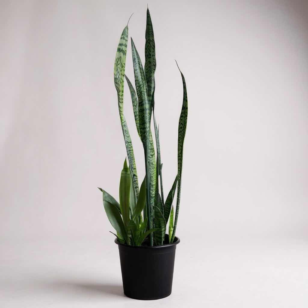 Photo 1 of LIVE SNAKE PLANT IN BLACK PLASTIC PLANTER D12” H51”