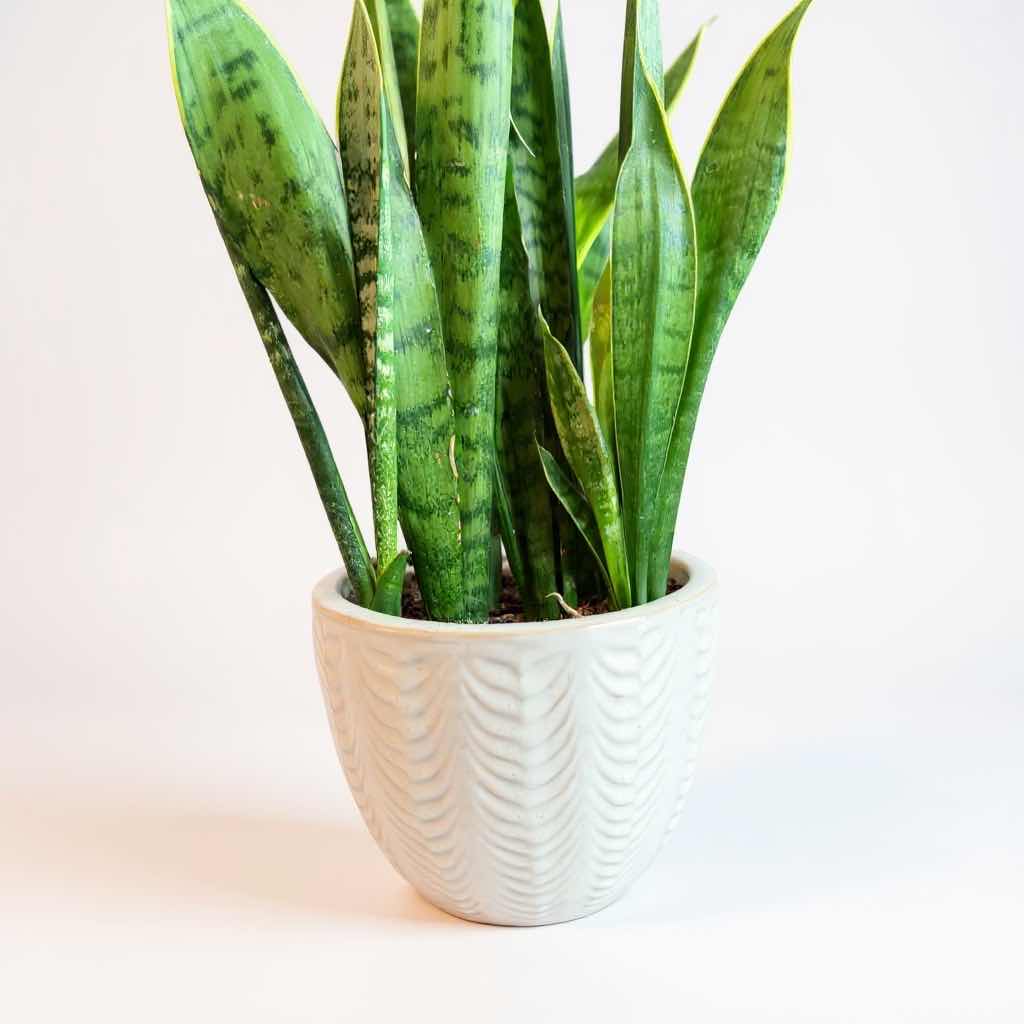 Photo 1 of LIVE SNAKE PLANT IN WHITE CERAMIC PLANTER H41”