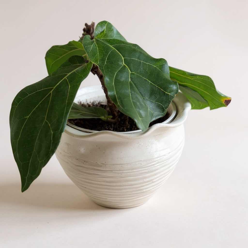 Photo 1 of LIVE FIDDLE-LEAF FIG HOUSEPLANT IN OFF WHITE CERAMIC SCALLOPED PLANTER POT D11” H28”