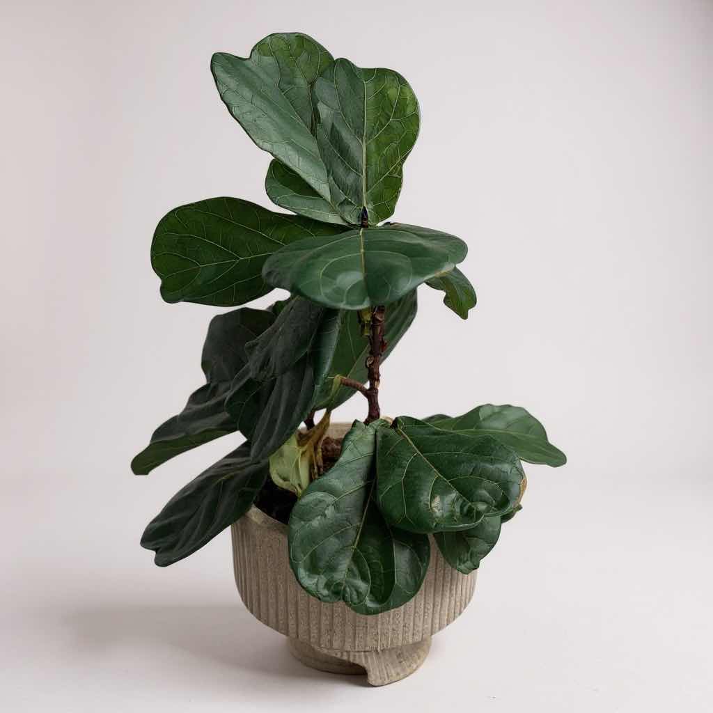Photo 1 of LIVE FIDDLE-LEAF FIG PLANT IN OFF WHITE CERAMIC PLANTER POT D14” H32”