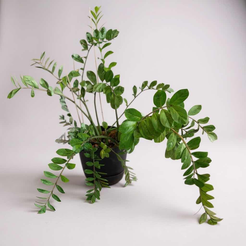 Photo 1 of LIVE ZZ PLANT IN PLASTIC POT H52”