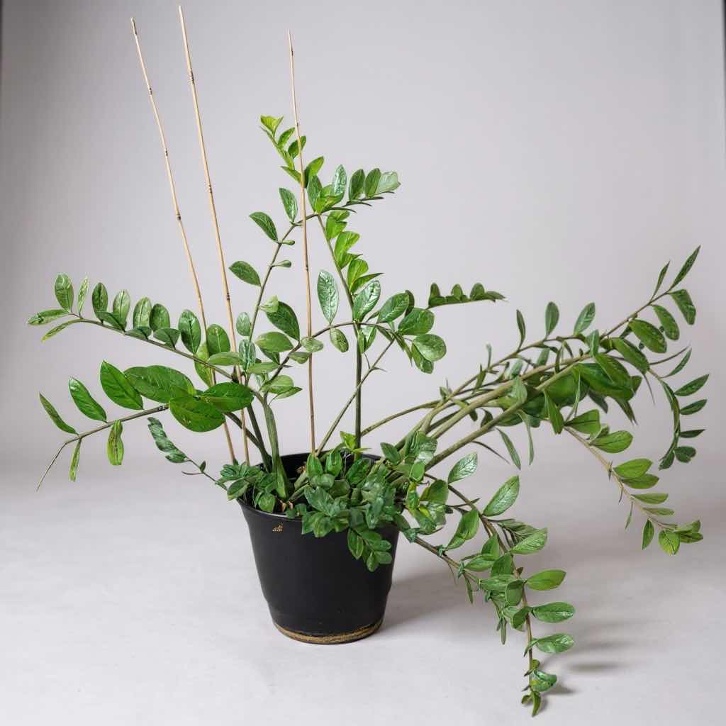 Photo 1 of LIVE ZZ PLANT IN PLASTIC POT H52”