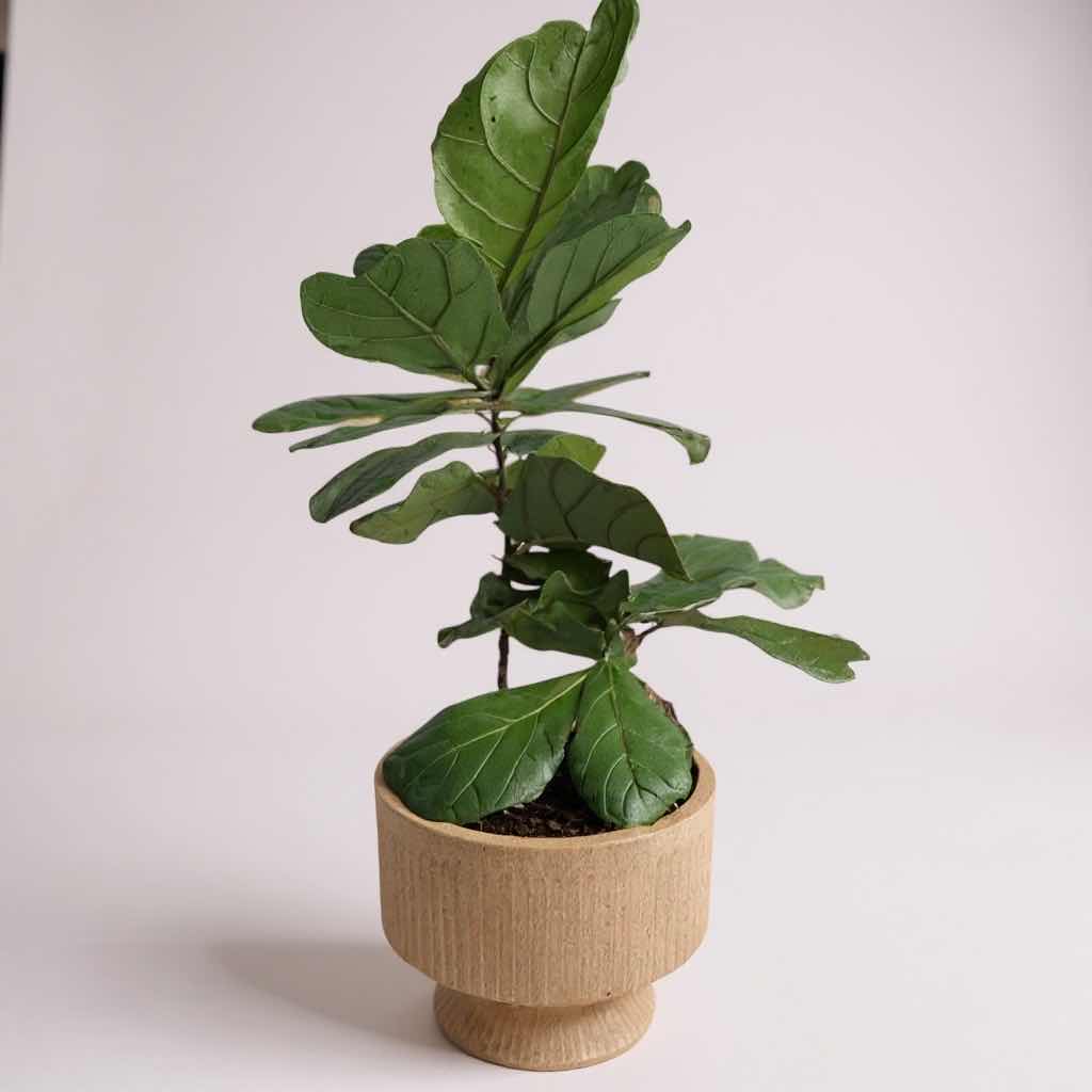 Photo 1 of LIVE FIDDLE-LEAF PLANT IN WHITE CERAMIC POT D13” H36”