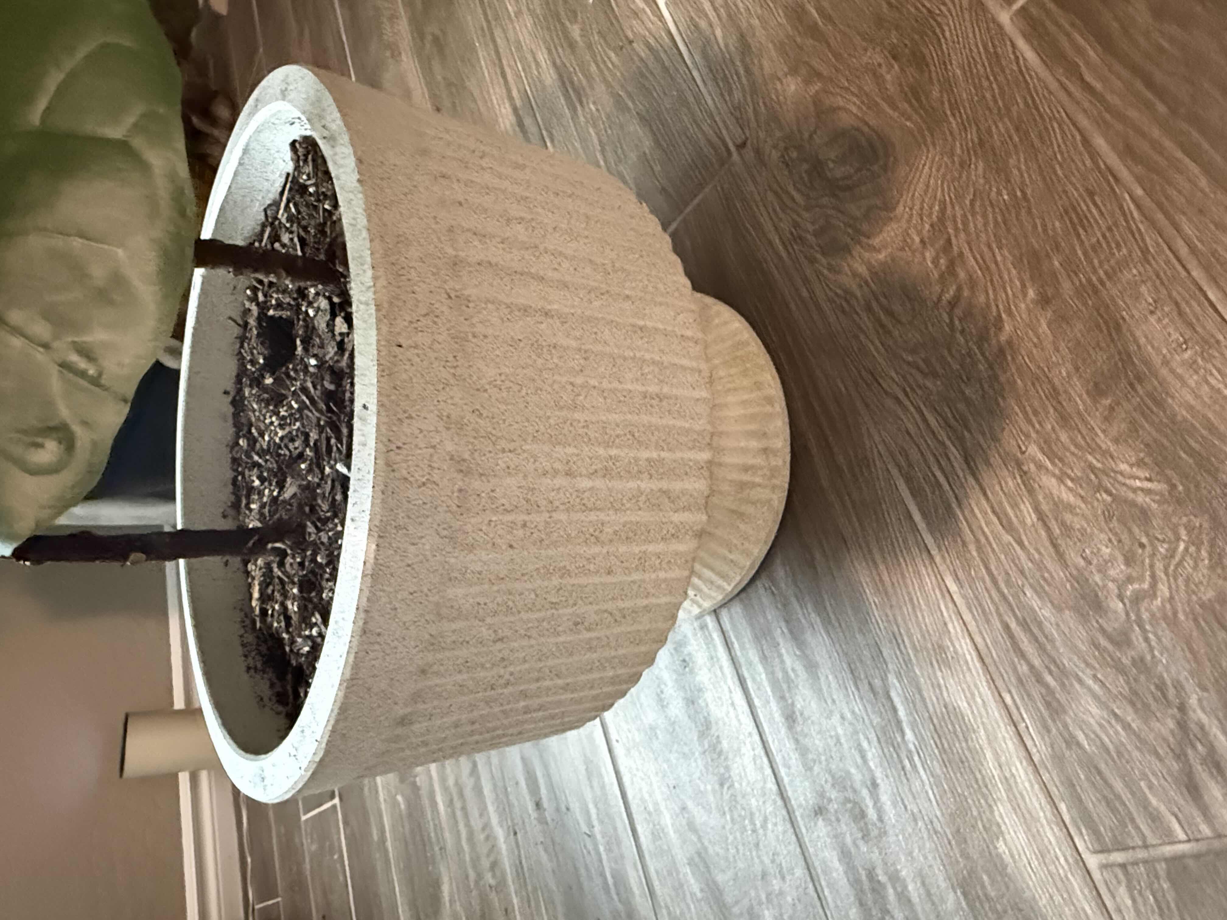 Photo 1 of LIVE FIDDLE-LEAF PLANT IN WHITE CERAMIC POT D13” H36”