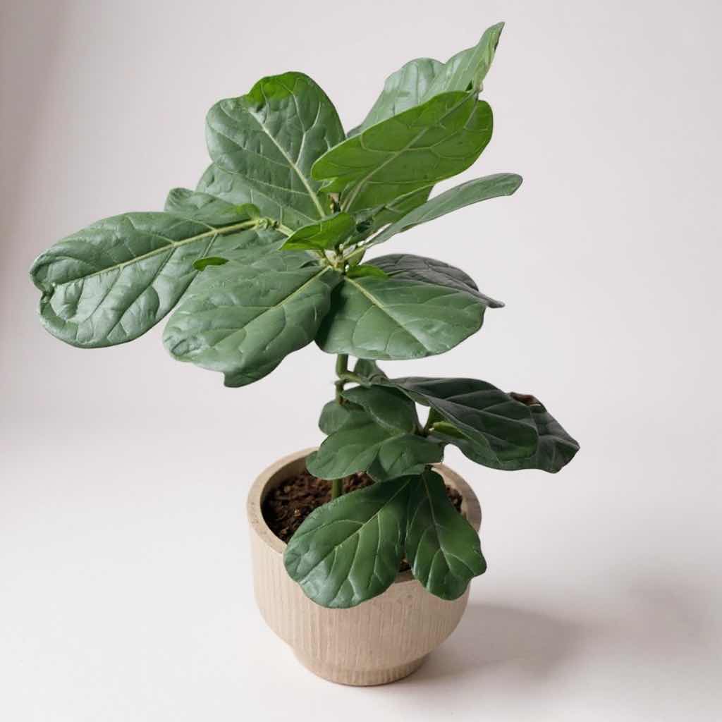 Photo 1 of LIVE FIDDLE-LEAF PLANT IN WHITE CERAMIC POT D13” H36”