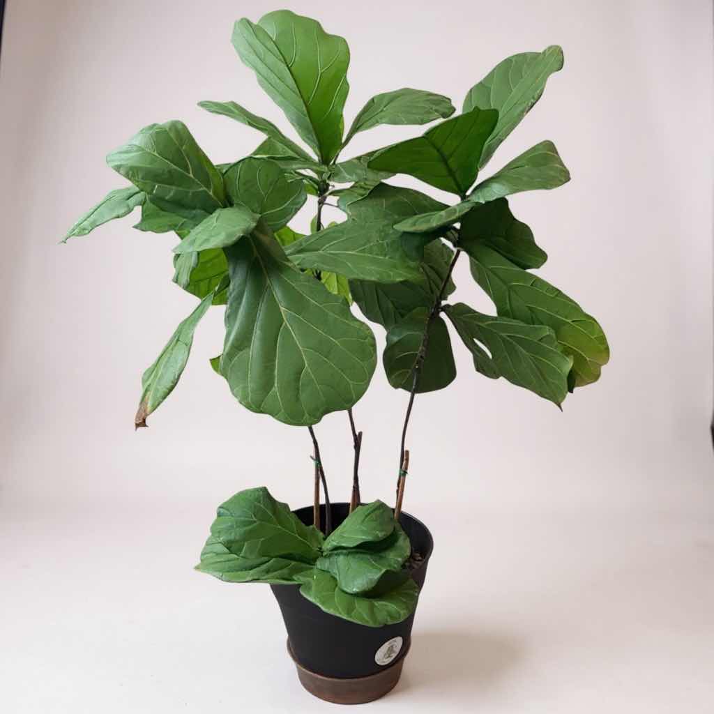 Photo 1 of LIVE FIDDLE-LEAF FIG PLANT IN BLACK PLASTIC POT D16” H56”