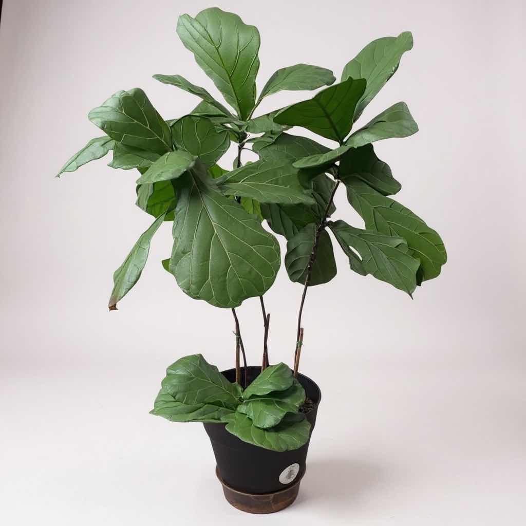 Photo 1 of LIVE FIDDLE-LEAF FIG PLANT IN BLACK PLASTIC POT D16” H56”