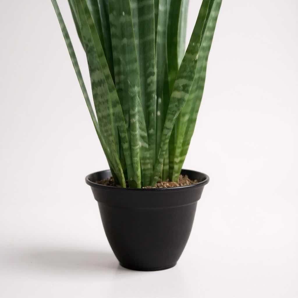 Photo 1 of LIVE SNAKE PLANT IN BLACK PLASTIC POT D13” H51”