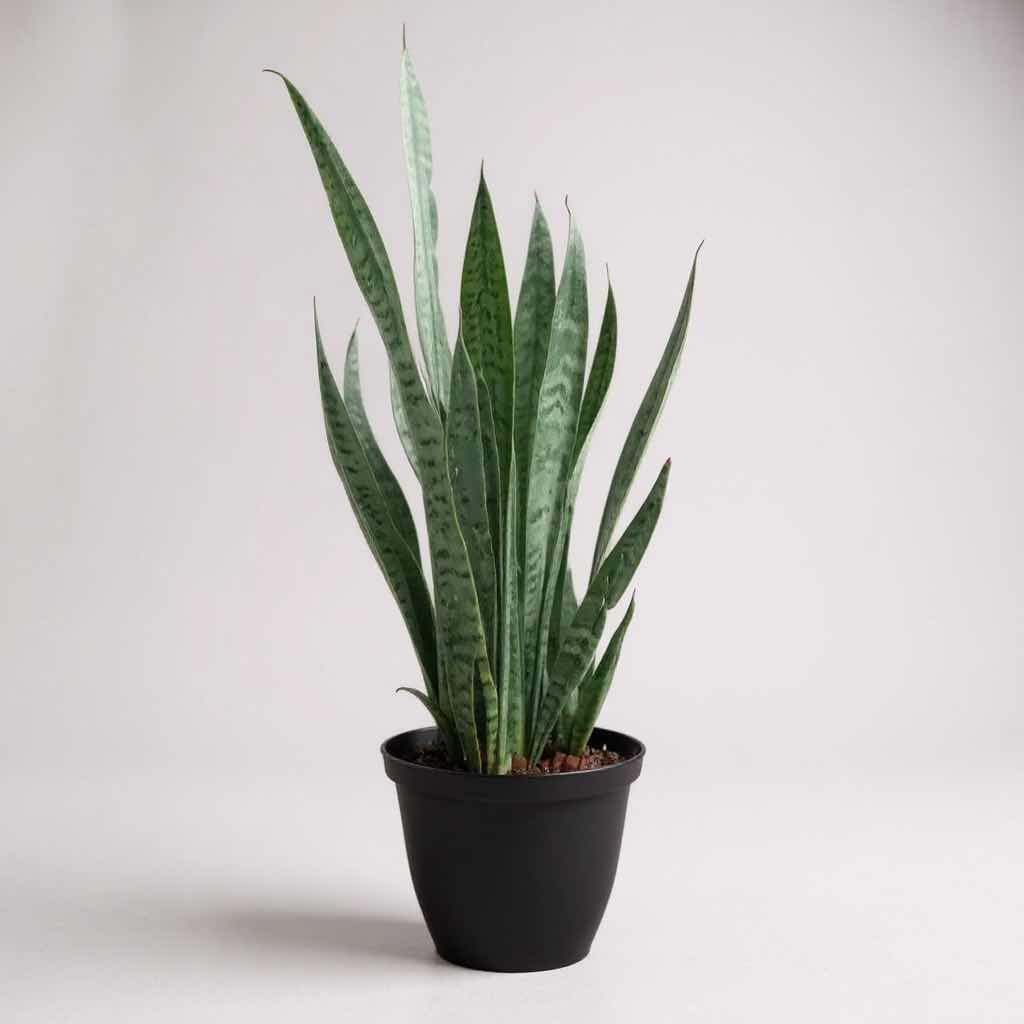 Photo 1 of LIVE SNAKE PLANT IN BLACK PLASTIC POT D13” H51”