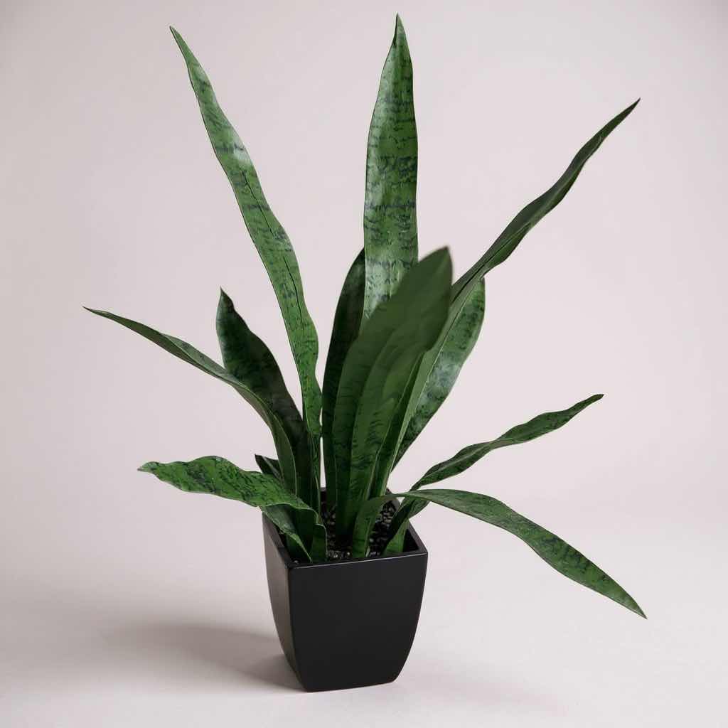 Photo 1 of FAUX SNAKE PLANT IN BLACK CONTAINER H 27"