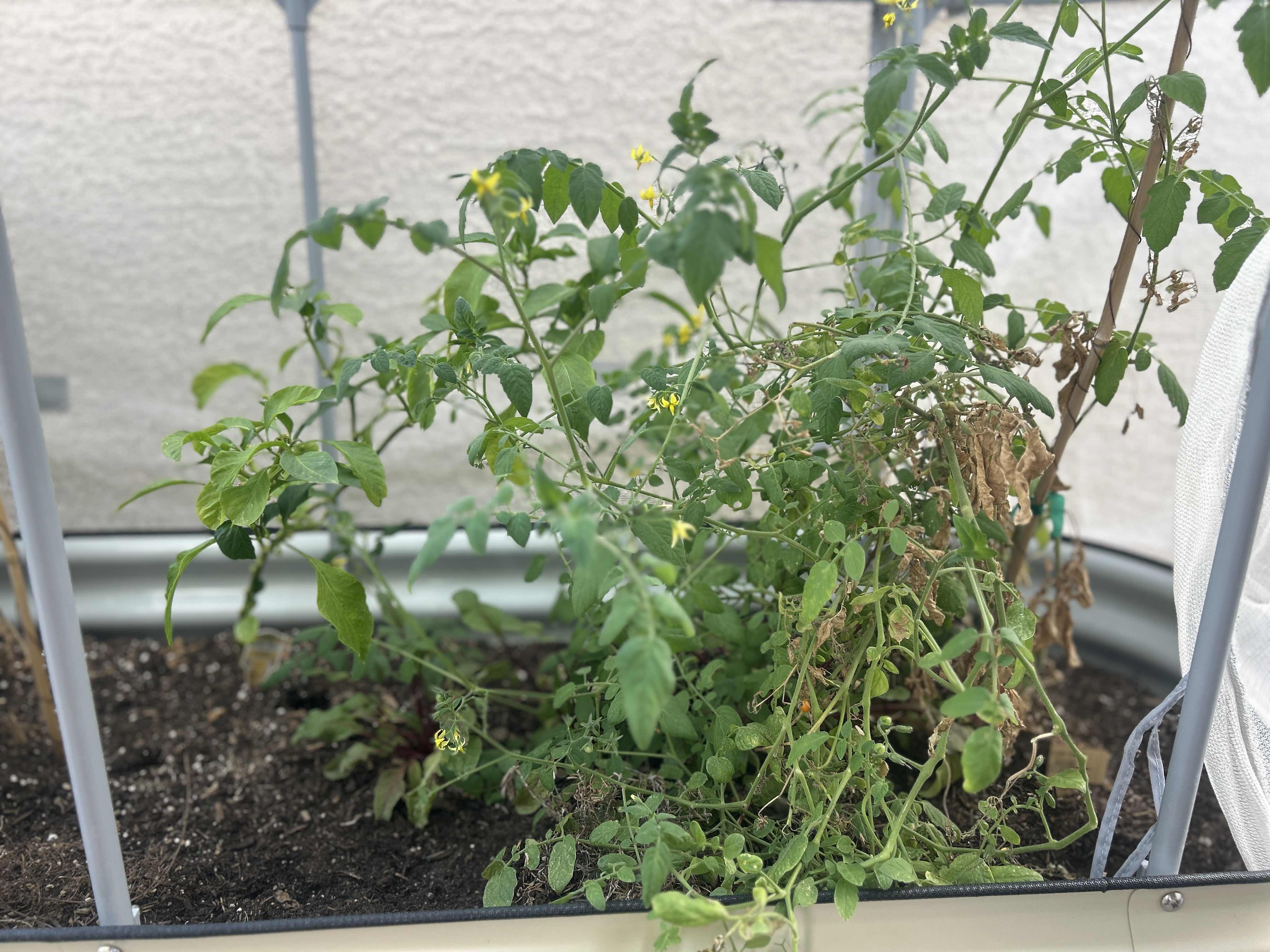 Photo 1 of VEGO GARDEN RAISED VEGETABLE GARDEN ON WHEELS WITH NETTING  2’ X 4' X H64” $350