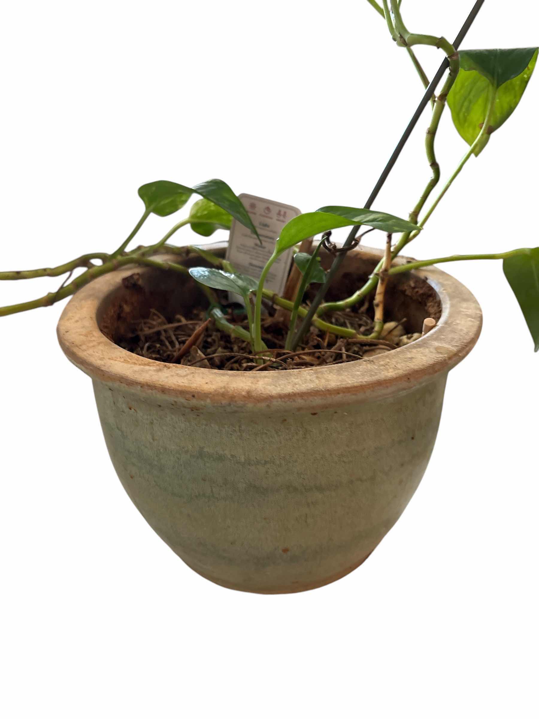 Photo 1 of (3)PCS TERRACOTTA, DIEFFENBACHIA, & GOLDON POTHOS LIVE PLANTS