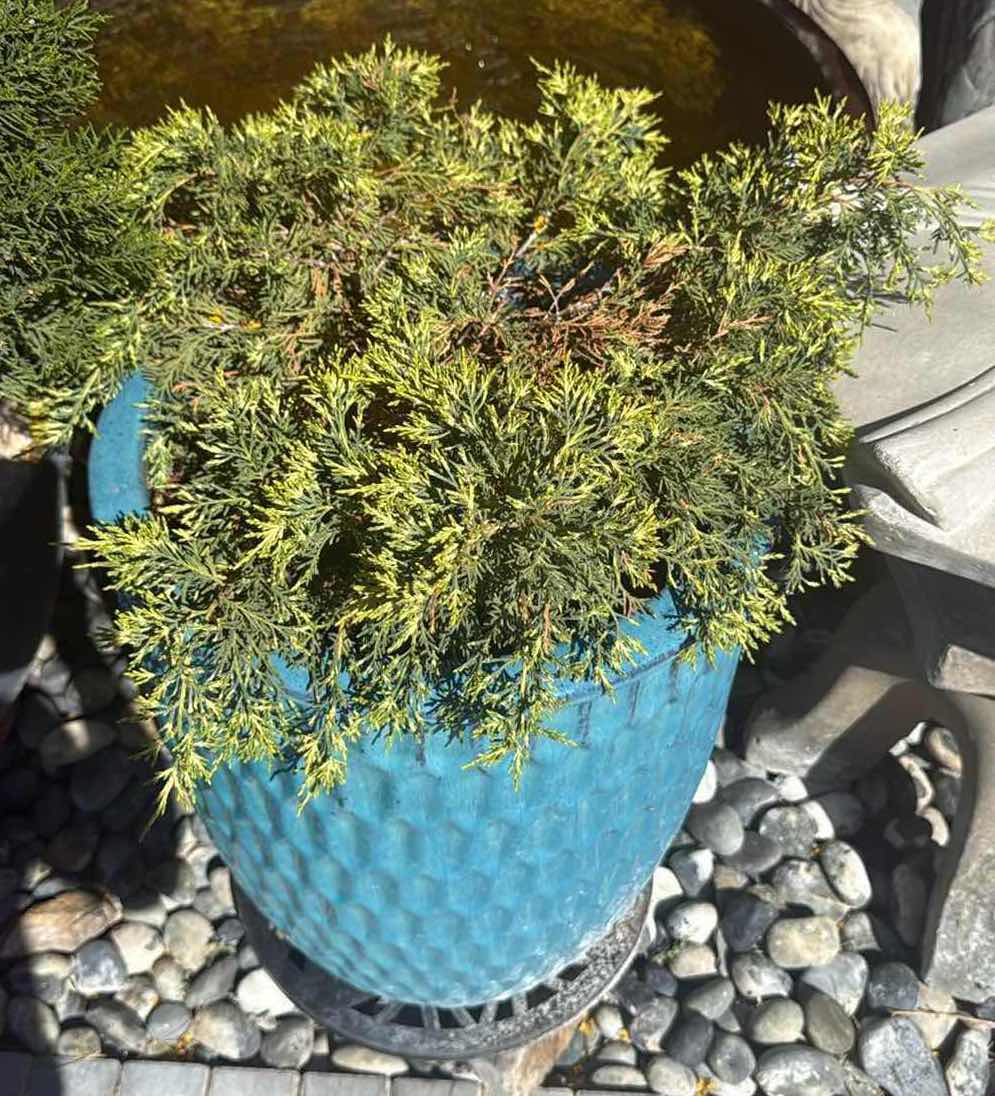 Photo 1 of BLUE CERAMIC VASE W LIVE PLANT H25”