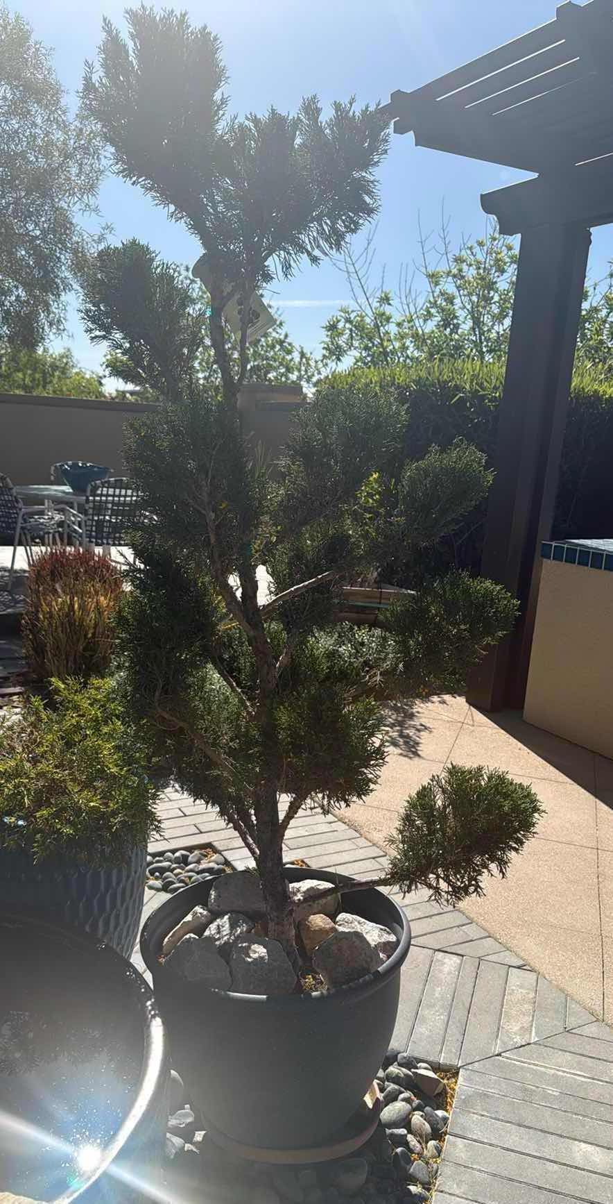 Photo 1 of LIVE MINT JULEP JUNIPER POTTED PLANT TREE H76”