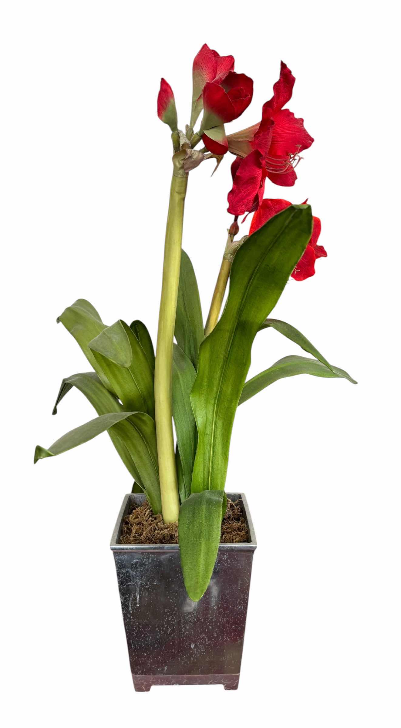Photo 1 of ARTIFICIAL AMARYLLIS PLANT H31”