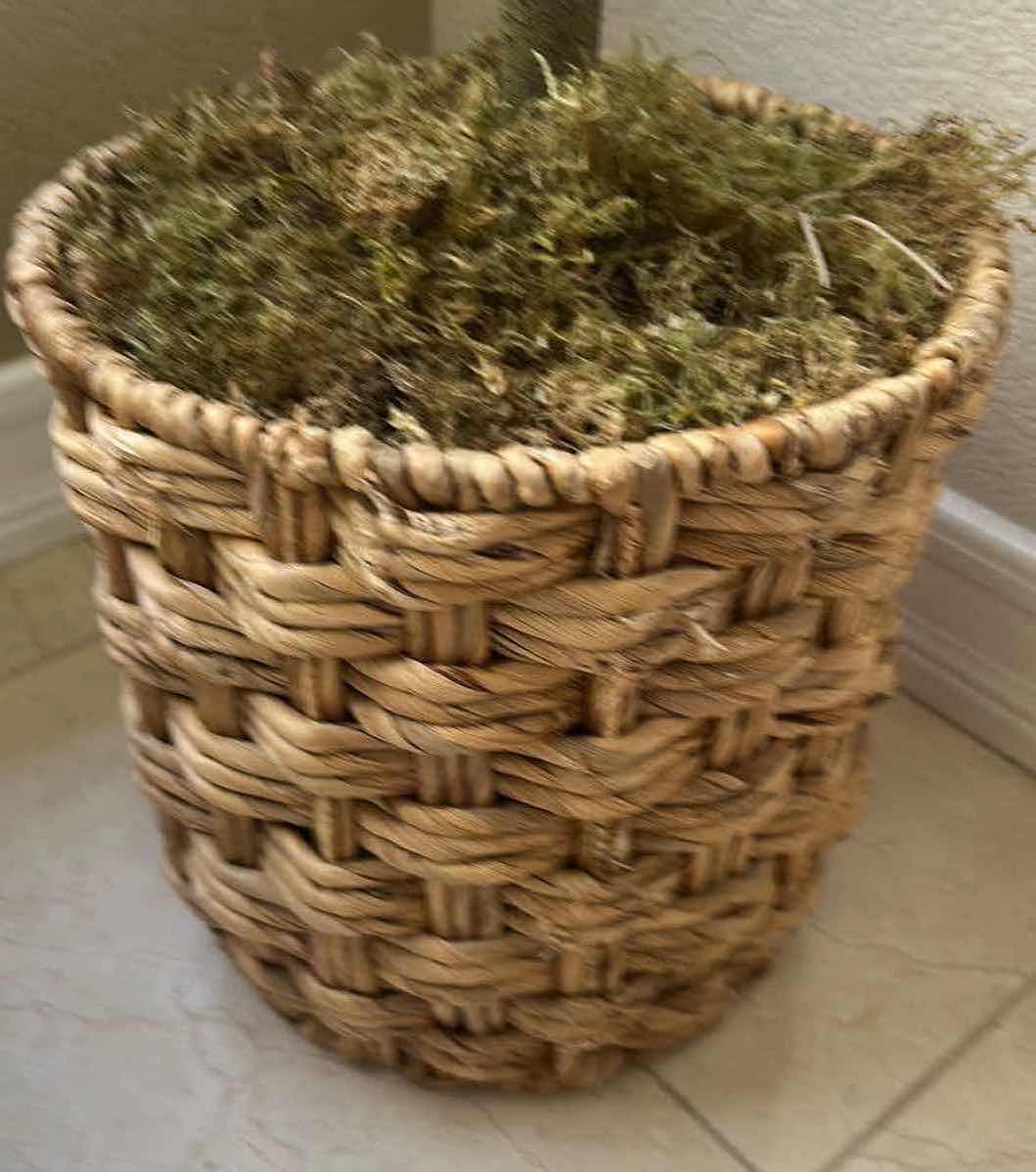 Photo 1 of 72" REALISTIC OLIVE TREE SET IN A DECORATIVE ROPE BASKET