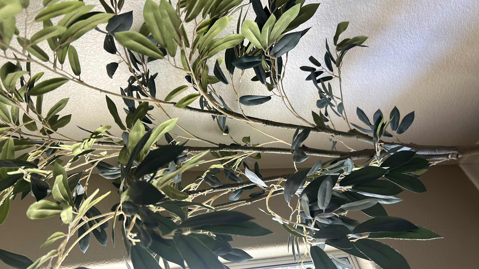 Photo 1 of 72" REALISTIC OLIVE TREE SET IN A DECORATIVE ROPE BASKET